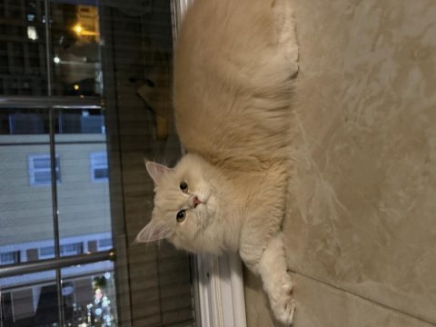 Dünyanın 8. harikası kedimiz