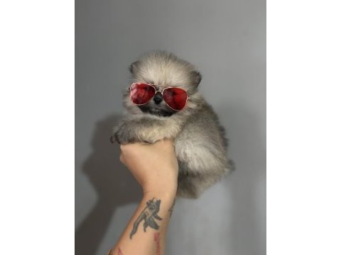 Teacup ayı surat pomeranian boo yavrular