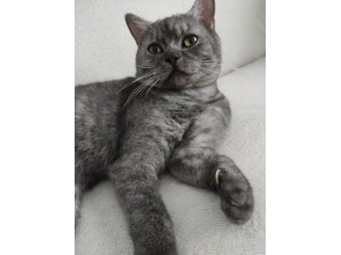 British shorthair duman uyguna sahiplendirilecek