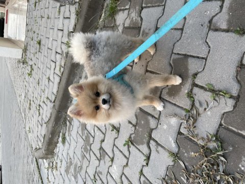 8 aylık pomeranian boo