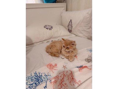 4 aylık safkan chinchilla erkek malzemeleri ile elden