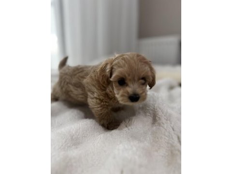 Sıfır numara maltipoo