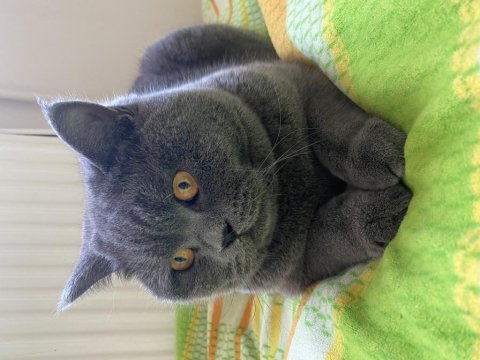 Acil british shorthair sahiplendirilecek