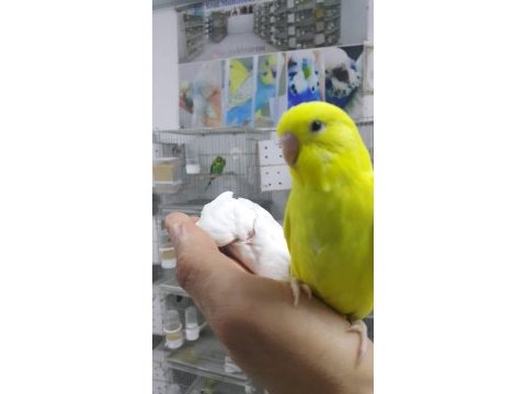 33 ile 38 günlük bebek muhabbet kuşlar