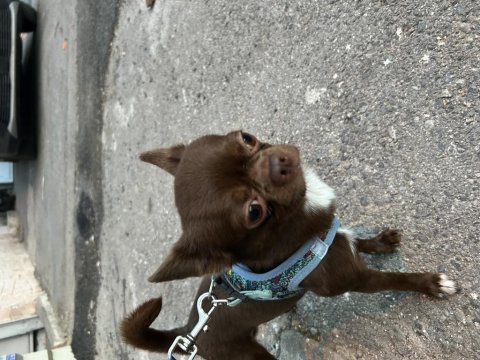 Chihuahua oğlum 3 yaşında