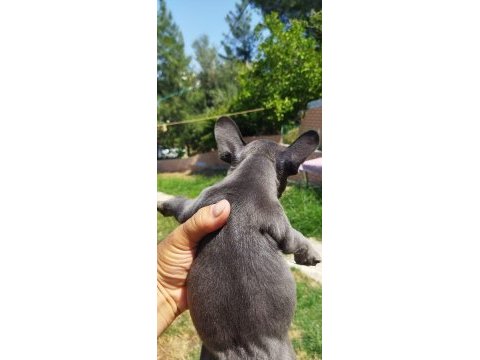 Teslime hazır harika yavrular french bulldog
