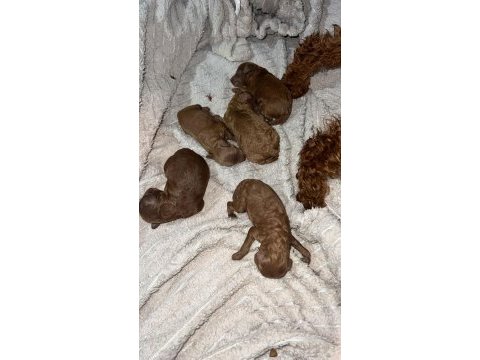 Dark renk kore teacup poodle bebekler rezerve