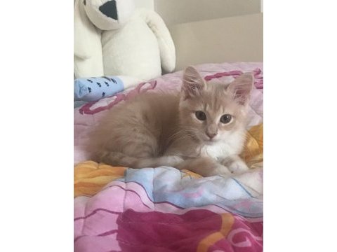 Kedi karamel