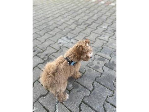 3.5 aylık poodle yavrumuz