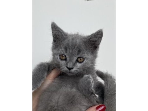 Yavru british shorthair