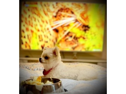 2 aylık erkek aşılı pomeranian