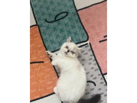 Exotic shorthair safkan