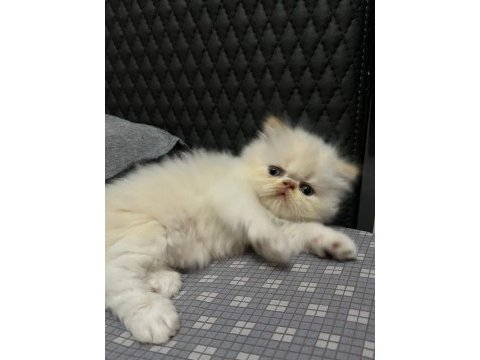 Show kalite ırk garantili iran kedisi bebeğimiz