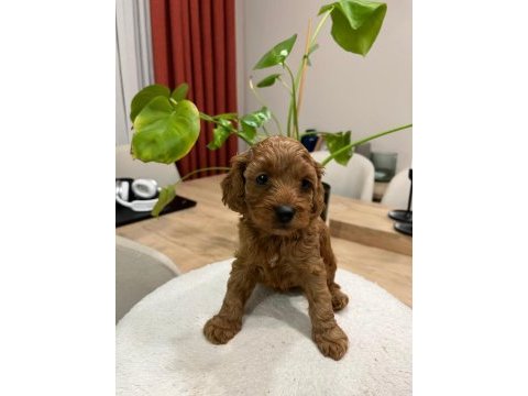 Toy poodle (bayram şekerleri)