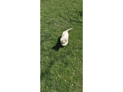 Dişi maltese terrier köpeğimiz yeni sahibini arıyor