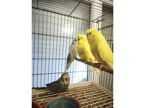 Show muhabbet kuşu yavruları vasıflı