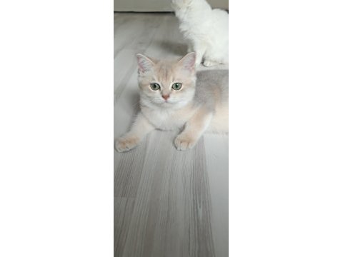 Bursa golden ve golden point british shorthair yavrular