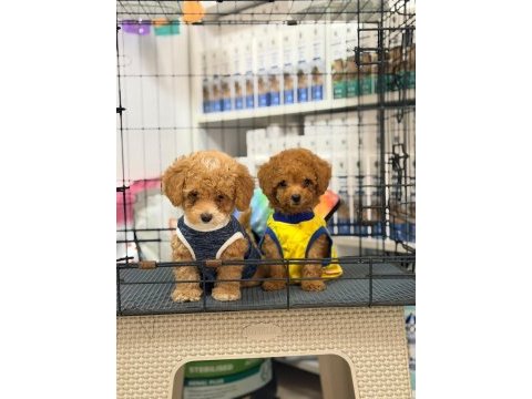 Poodle yavrum 3 aylık