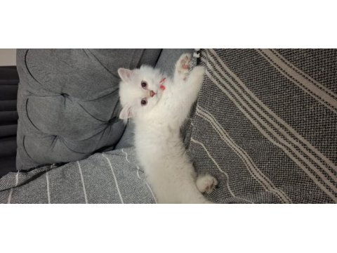 Orijinal british longhair anne babadan maviş yavru