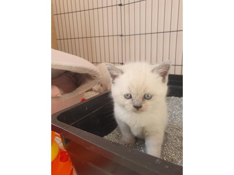 Blue point british shorthair rezerve ye açık