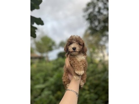 Toy poodle bebekler