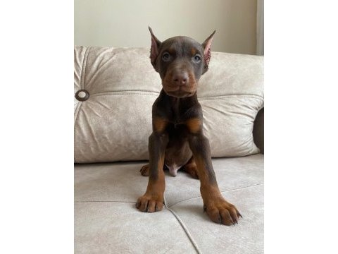 Kızıl doberman bebekler