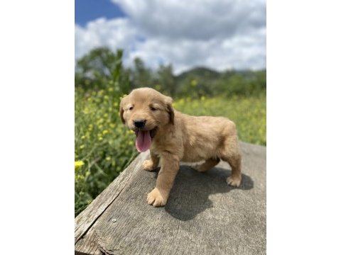Irk garantili golden retriever yavrularımız
