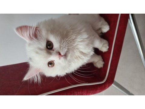 Güzel british longhair kızımız