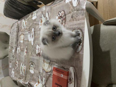 British shorthair cinsi kedimi sahiplendirmek istiyorum