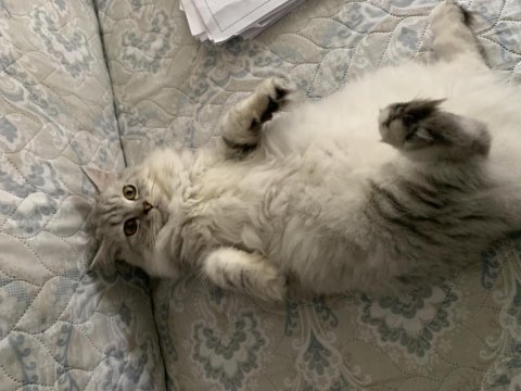 British longhair erkek