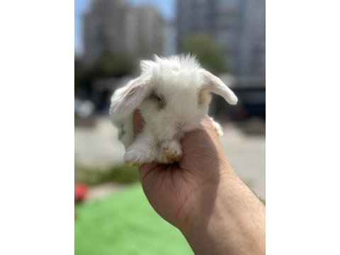 Orijinal lop isteyenlere