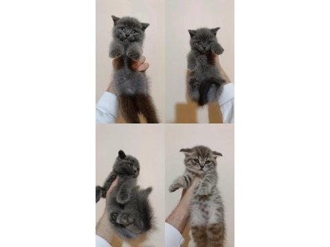 Dişi erkek gri bebek kediler