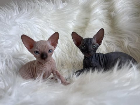 Sphynx sfenks tüysüz dişi erkek yavruları
