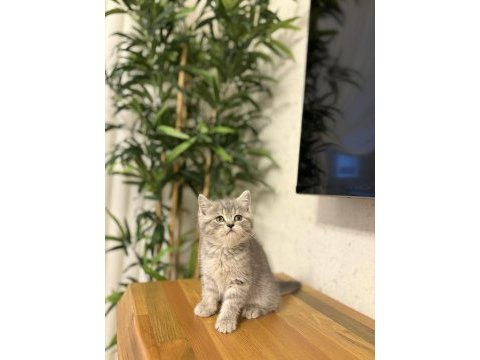 Evinizin neşesi brıtısh shorthair yavrular 