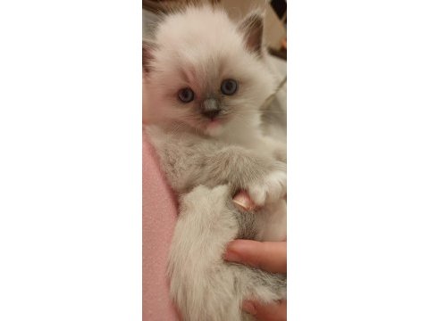Safkan ragdoll yavrumuz yeni yuvasını arıyor