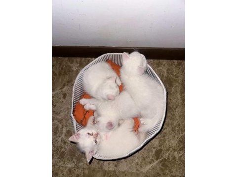 3 yavru kediye yuva arıyoruz