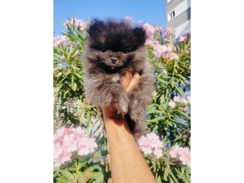 Siyah inci pomeranian yavruları