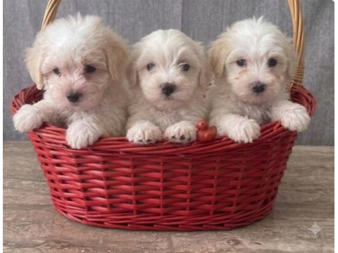 Maltipoo bebekler