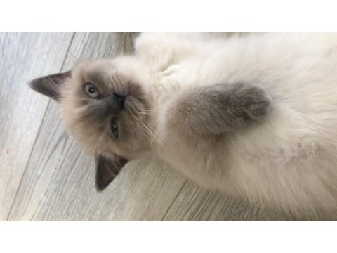 3 aylık british shorthair