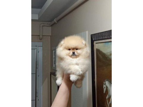 Üst kalite sıfır burun orijinal pomeranian boo