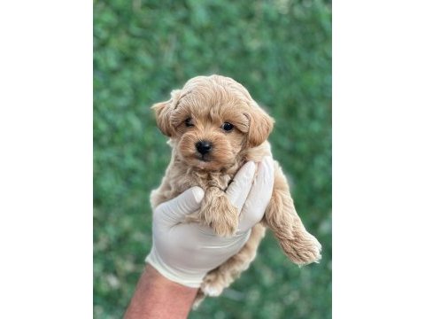 Muhtesem guzellikte mini maltipoo bebeklerimiz