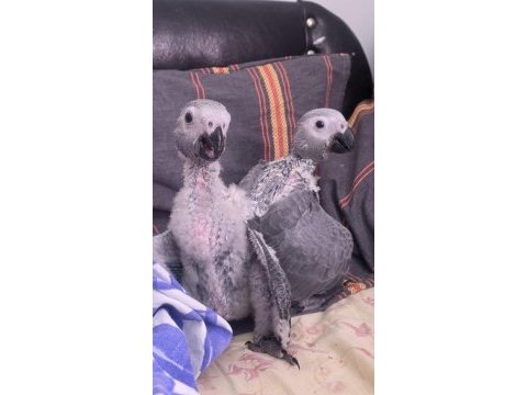 Üç aylık el besleme jako yavrusu