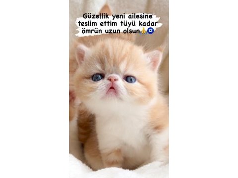 Show face snoppy surat garfield exotic shorthair yavrum