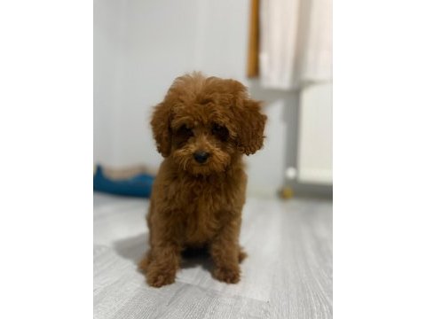 Erkek toy poodle