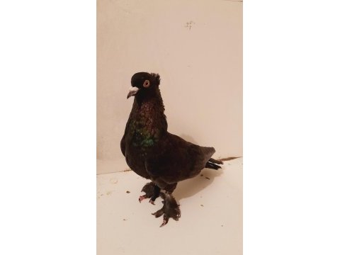 Arap takkalı güvercin erkek 81 ile gönderim sağlarız