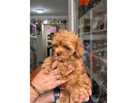 Muhteşem maltipoo yavrum