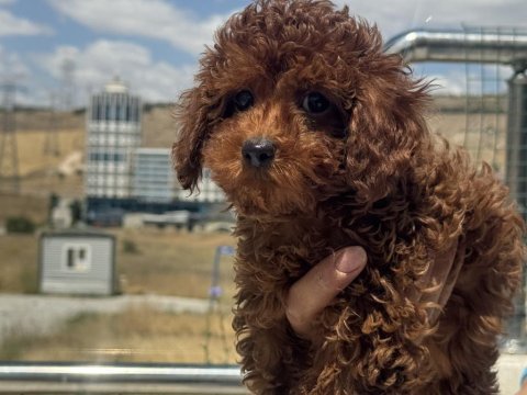 Ankranın en seçkin redbrown toy poodle yavruları