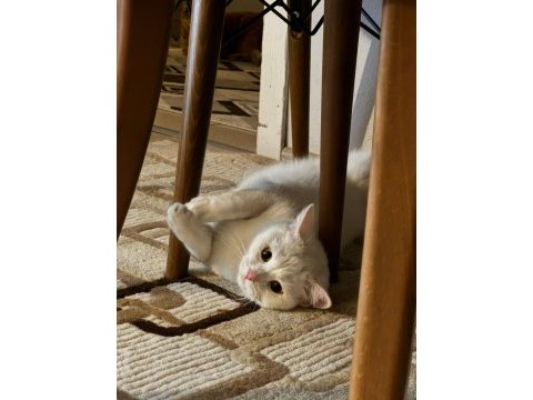 Kızımız ankara kedisi ve british shorthair kırmasıdır