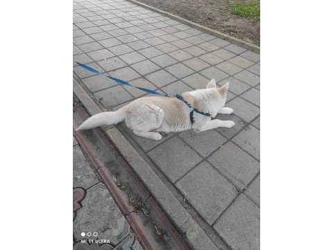Safkan dişi husky köpeği