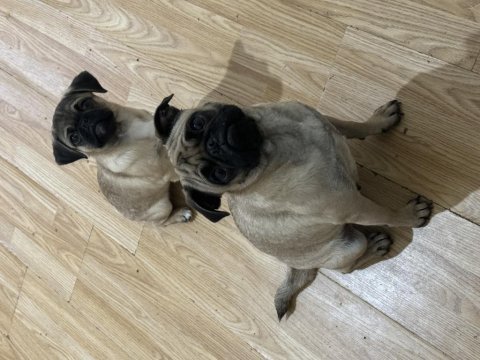 1 yetişkin dişi 1 dişi ve 1 erkek yavru pug toplu